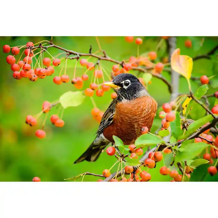 Becker's Infant & Toddler Posters: Let's Talk!