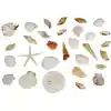 Seashells